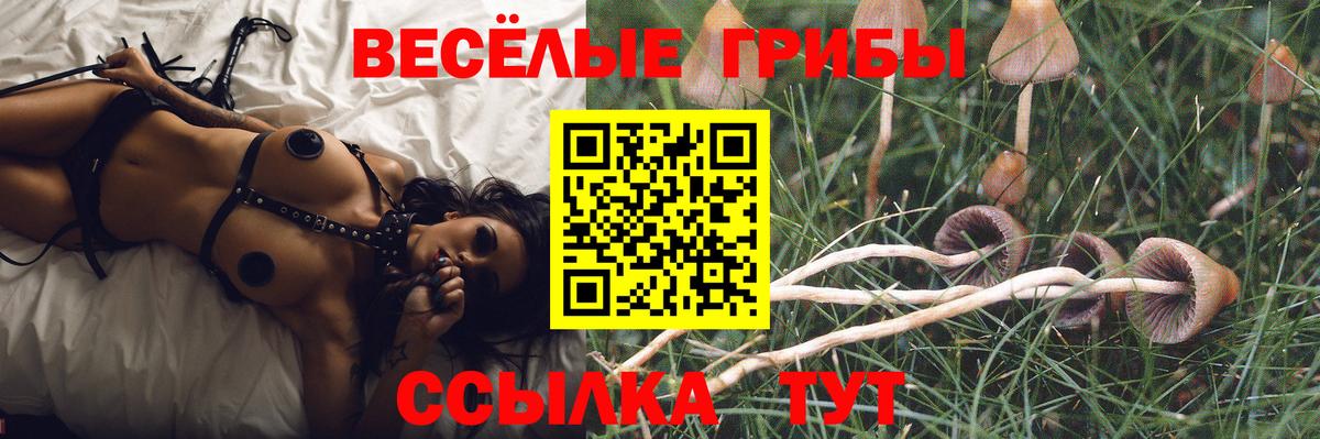 Балаково  Галлюциногенные грибы Cubensis  Вход с VPN 